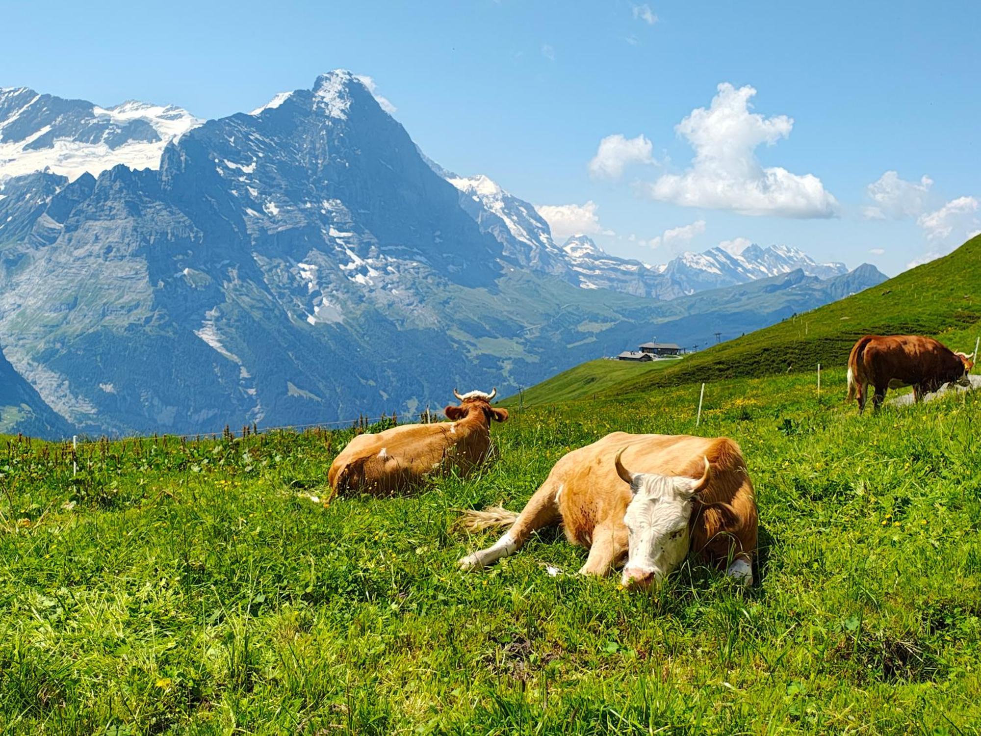 Chalet Schwendiboden Grindelwald Exteriör bild